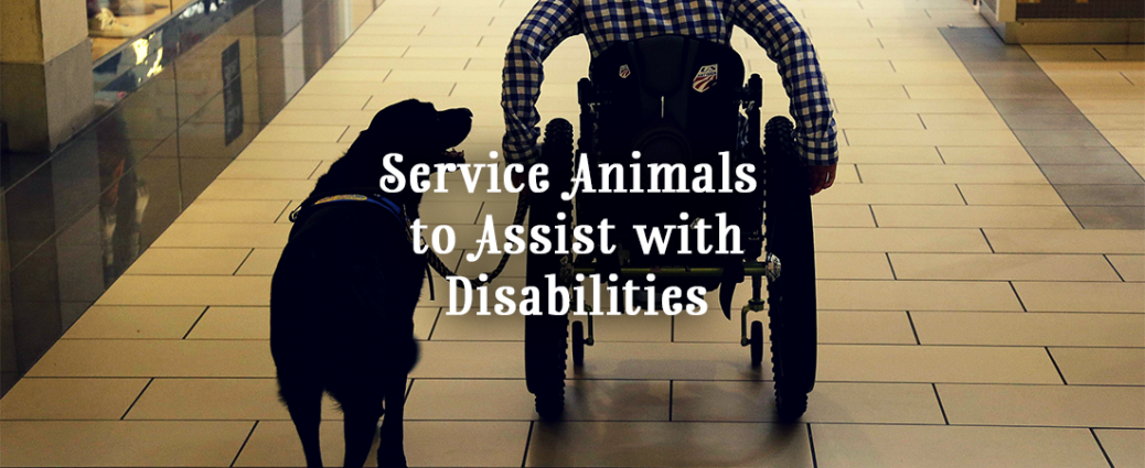 Service Animals to assist those with disabilites