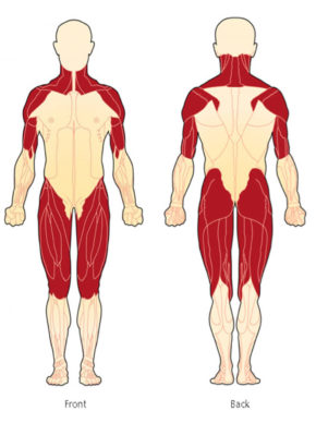 Muscles typically affected by PM/DM