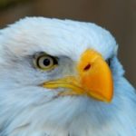 Profile picture of Buster Branch
